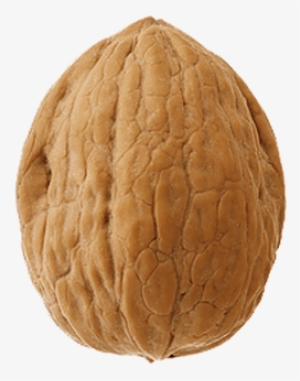Walnut Single