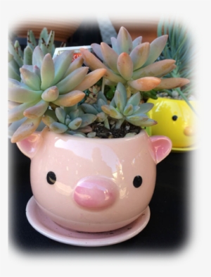 Image Of Two Succulents In A Pig Pot - Flowerpot