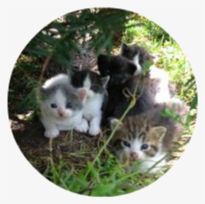 Kittens-outside - Cat