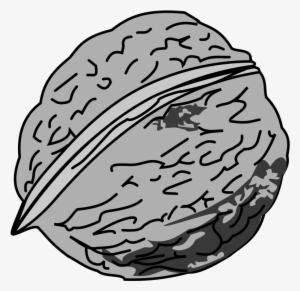 Free Clipart - Walnut - Black And White Picture Of Walnut