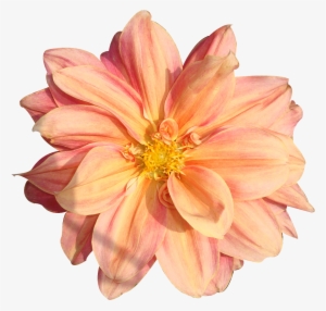 Peach Flower Clipart Real Flower - Flower Pngs