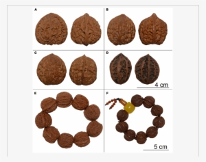 Examples Of Wenwan Walnut Products - Juglans Hopeiensis