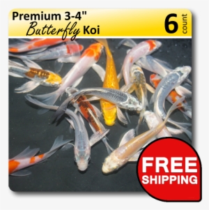 Small Pack Of Premium Butterfly 3-4 Koi [pb34retail] - Free Music Archive