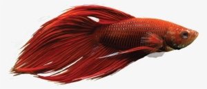 Betta Fish - Google Search - Red Betta Fish Png