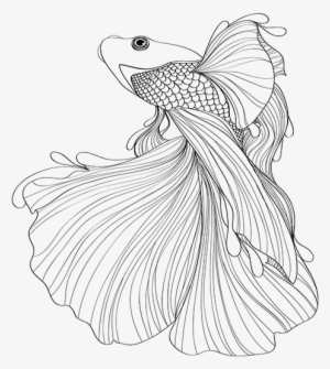 Betta Clan Banner - Japanese Fighting Fish Drawing Transparent PNG -  600x615 - Free Download on NicePNG
