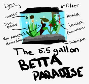 Why Do I Need A - 5.5 Gallon Planted Betta Tank