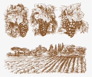 Wine Common Grape Vine Drawing - Grape Vines Illustration