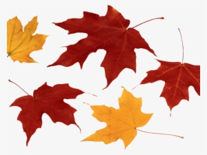 Autumn Leaves Clipart Dry Leave