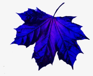 Leaf Images, Blue Leaves, Autumn Leaves, Pictures Of - Purple And Blue Leaves
