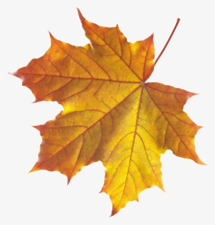 Free Png Autumn Leaf Png Images Transparent - Realistic Leaf Clip Art