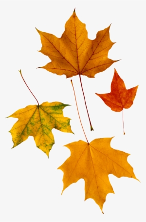 Autumn Png Leaf Png Image