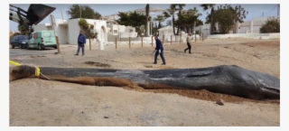 Dead Sperm Whale Had 64 Pounds Of Plastic And Other - Cabo De Palos Whale