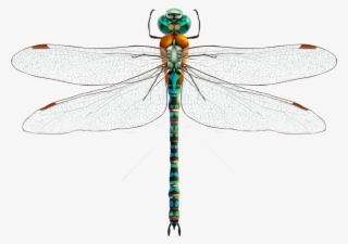 Free Png Download Dragonfly Clipart Png Photo Png Images - Стрекоза Пнг