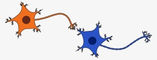 Two Neurons Connected - Connected Neurons