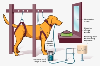 This Is A Drawing Showing One Of Pavlov's Dogs Restrained - Hunting Dog