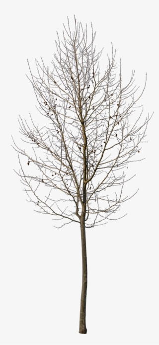 Platanus Small Winter - Pond Pine