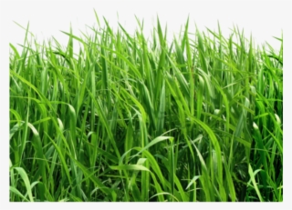 Lawn Clipart Top View - Green Background Png