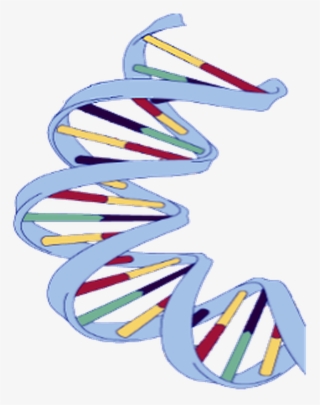 Dna Structure Clipart Wikipedia - Dna