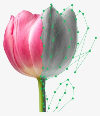 Plantsnap Is The Most High-tech, Comprehensive And - Tulip